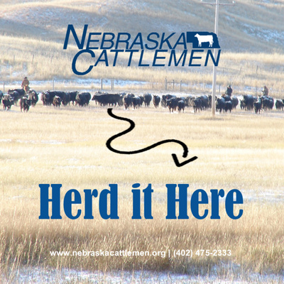 Herd it Here with Nebraska Cattlemen