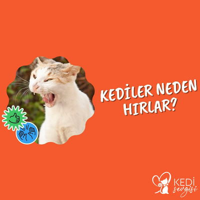 Kediler Neden Hırlar? Kedisevgisi.com