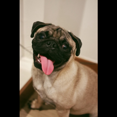 9: Top 4 reasons Dogs are the BEST (for your heart and mind)