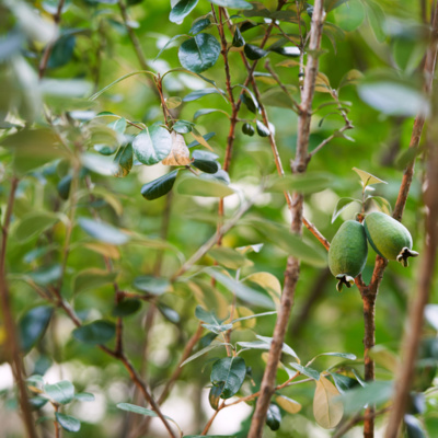 Cultivating Tranquility: The Restorative Power of Gardens
