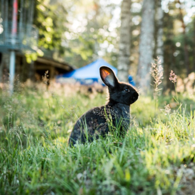 Zielony Świat: Jak Założyć Swój Idealny Ogród