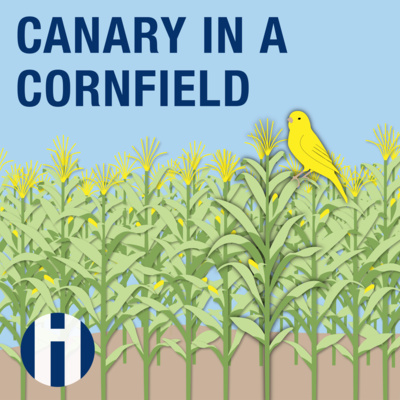 Canary In A Cornfield