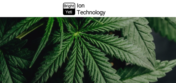 Wholesale cannabis yields