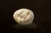 Egg Study 7-5-19 by Artist 