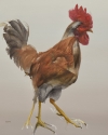 Rooster 12-25 by Artist Daniel Ochoa
