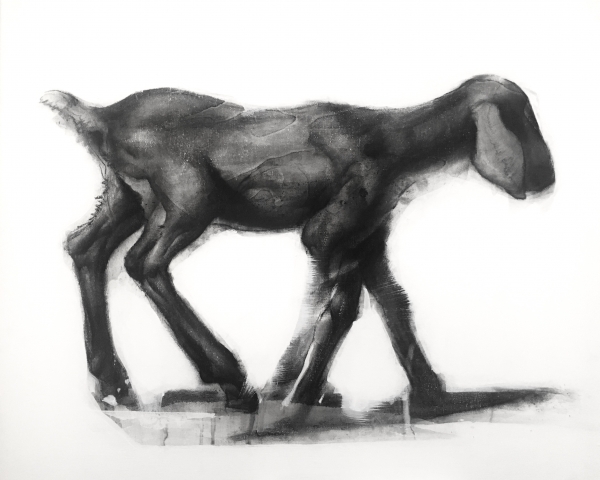 Goat Study 8-9-17 by Artist Daniel Ochoa