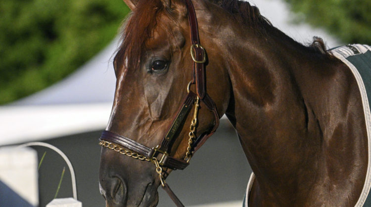 Old Man & The Filly: Lukas saddling Secret Oath in Preakness