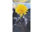 1999 Volkswagen New Beetle GLS
