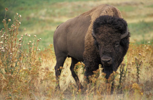 American bison k5680 1