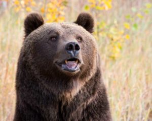 grizzly2