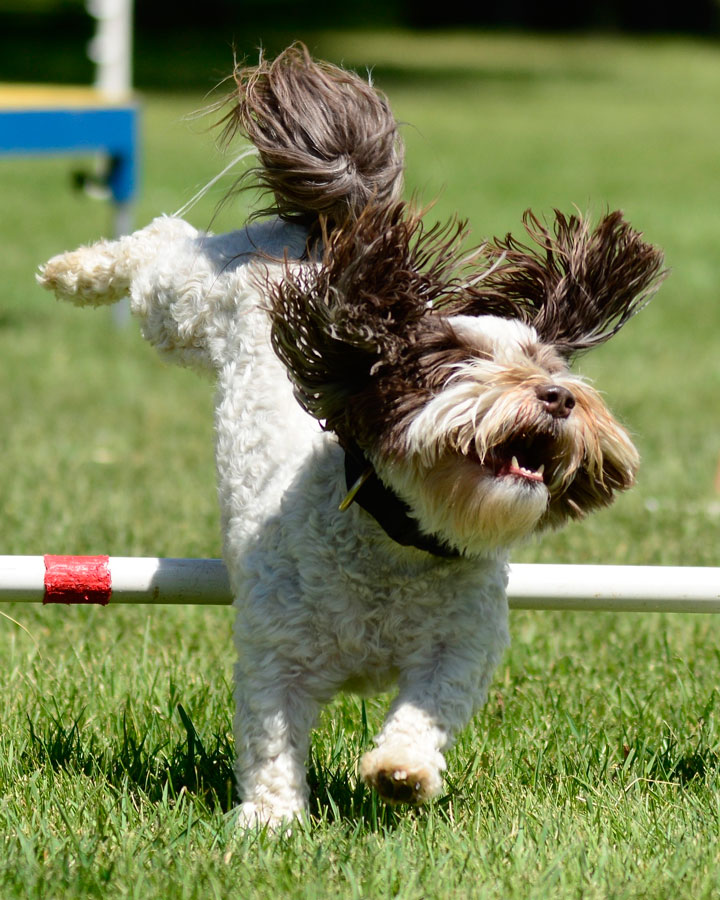 Who’s walking whom? Training owners and dogs to work together East