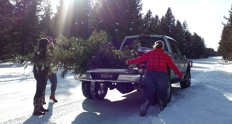 Jewelissa Lowe getting Christmas tree e1512767474337