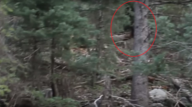 Bigfoot