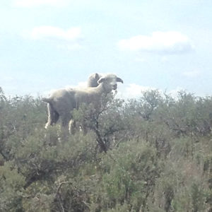 Cave sheep