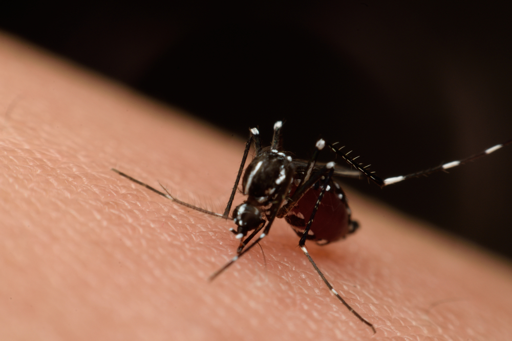 Test shows pesticide can't kill mosquitoes East Idaho News