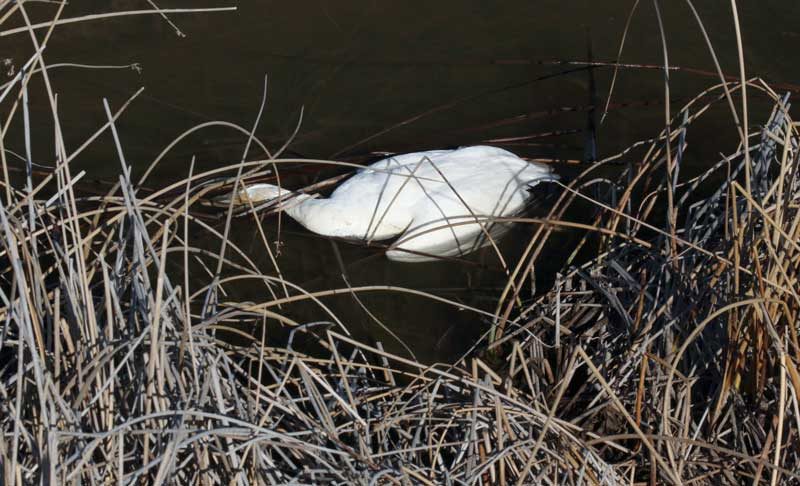 Dead Geese02