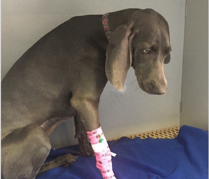 Here's what happens when a dog eats Gorilla Glue East Idaho News