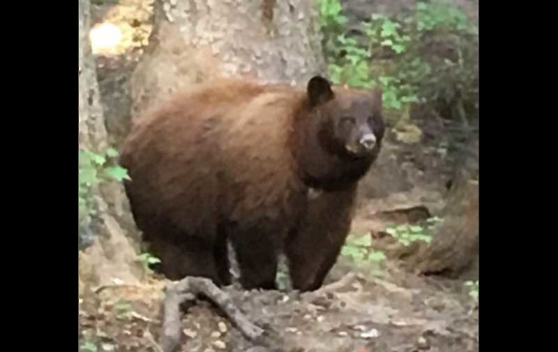 Black Bear Kills