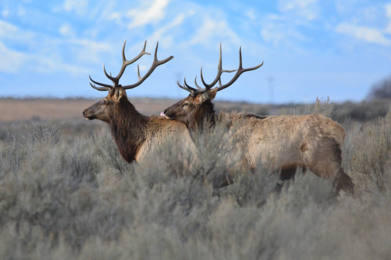 Idaho Fish and Game seek help finding elk poachers East Idaho News