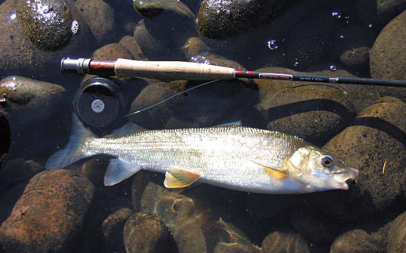 mountain whitefish