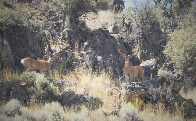 mule deer