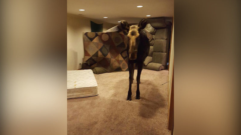 moosebasement