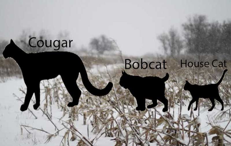 Cougar