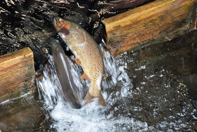 spawning4 17