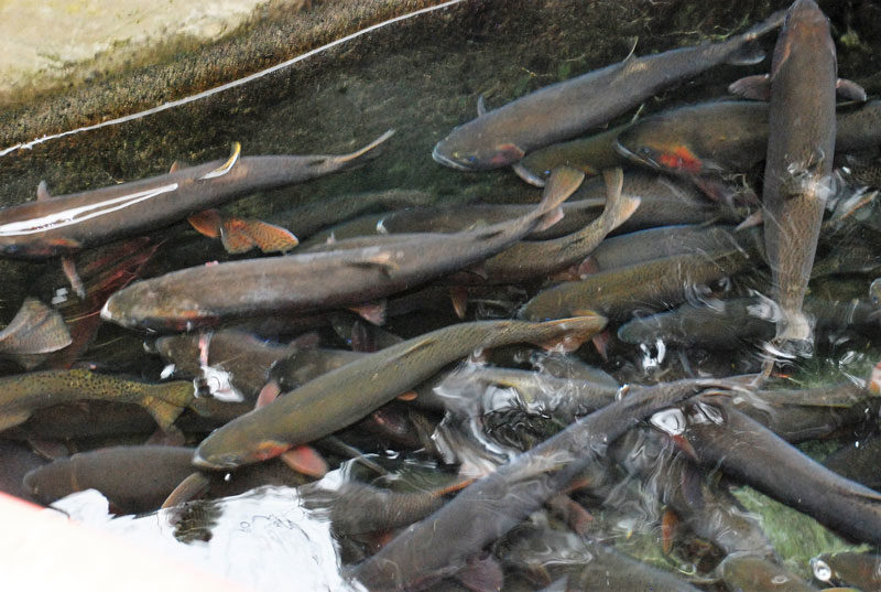spawning5 17