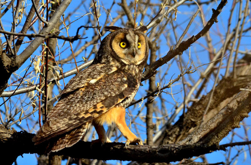 Leared Owl01