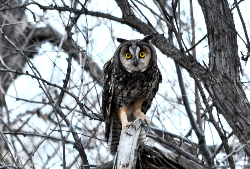 Leared Owl02