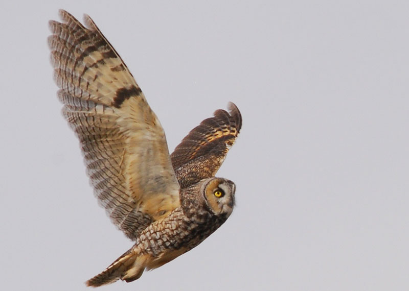 Leared Owl03