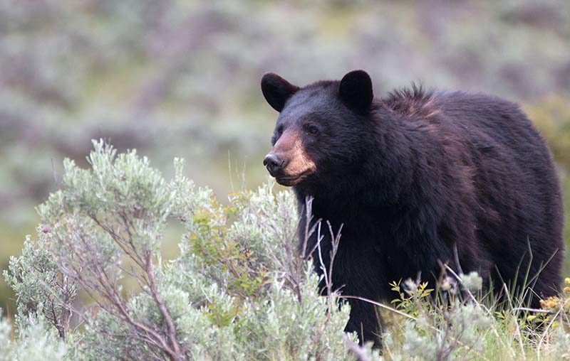 female black bear yellowstone adobe