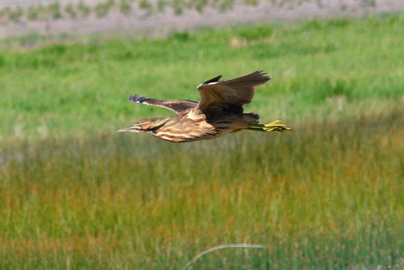 Bittern5 17