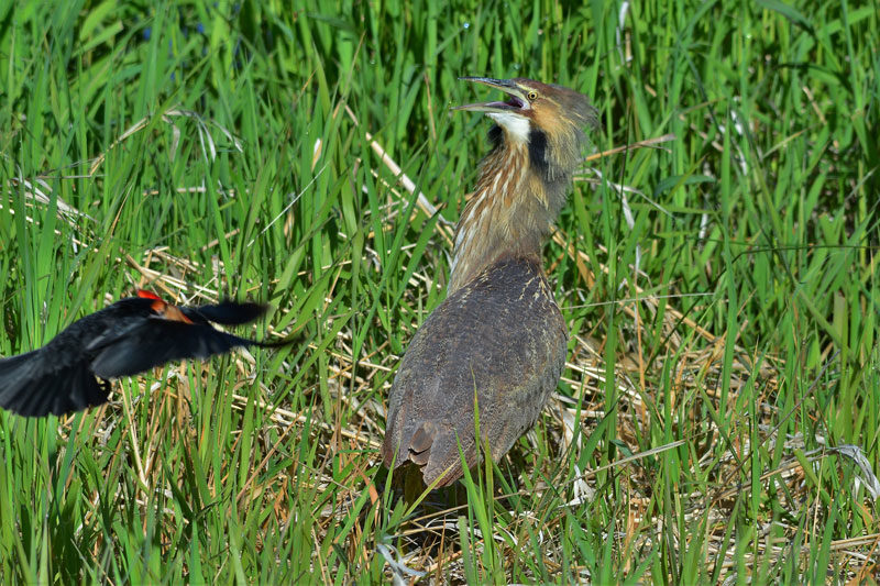 Bittern45 17