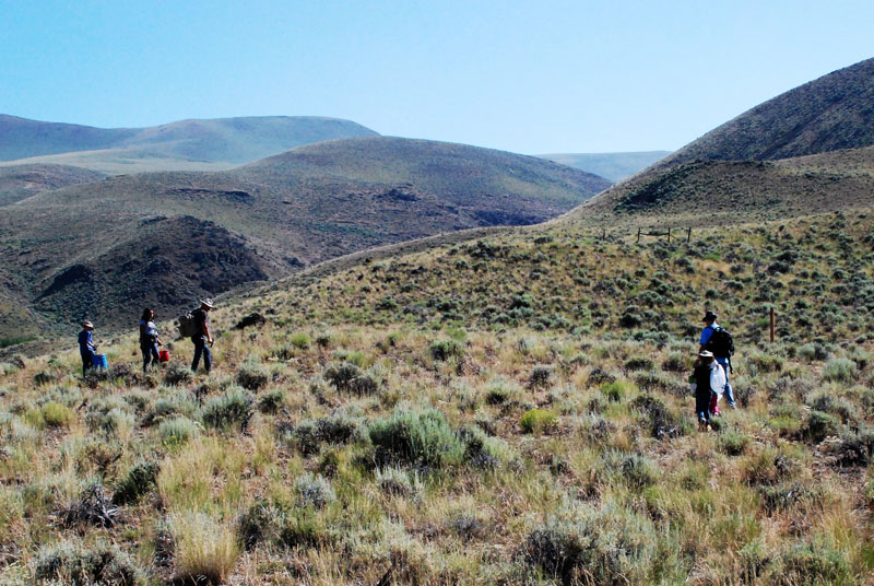 Challis Hills07