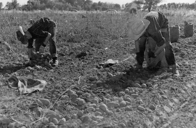 Potato Museum 03