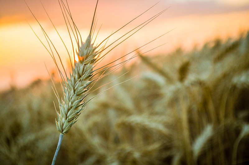 Idaho, Taiwan sign 576 million wheat deal East Idaho News