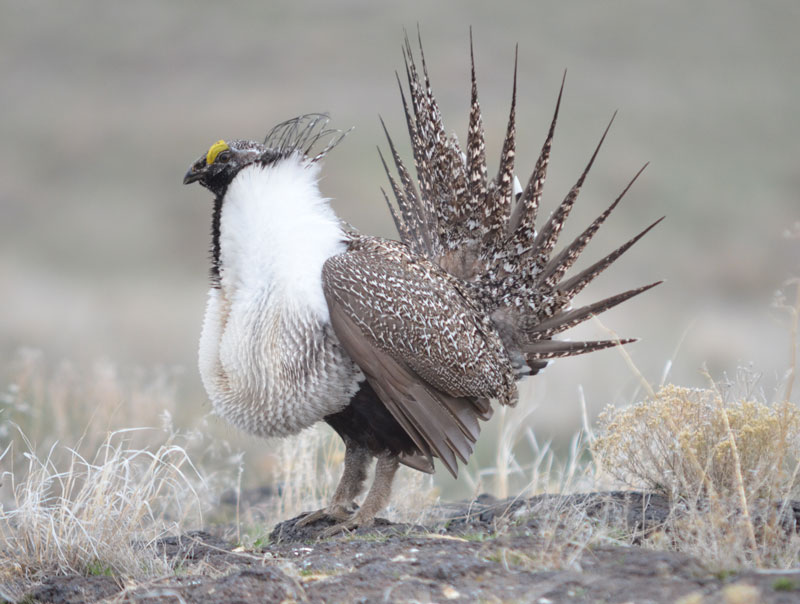 Sagegrouse season2 17