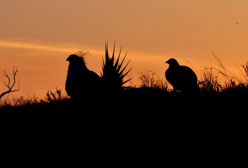 Sagegrouse season4 17