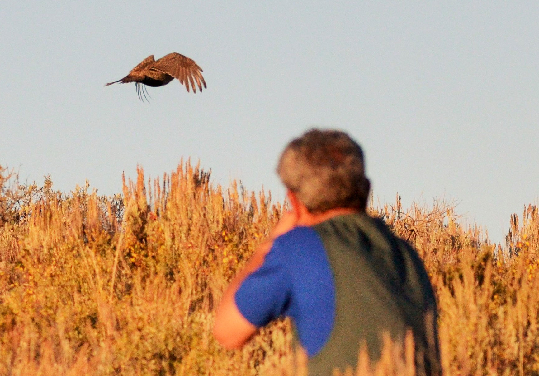 Sagegrouse season5 17
