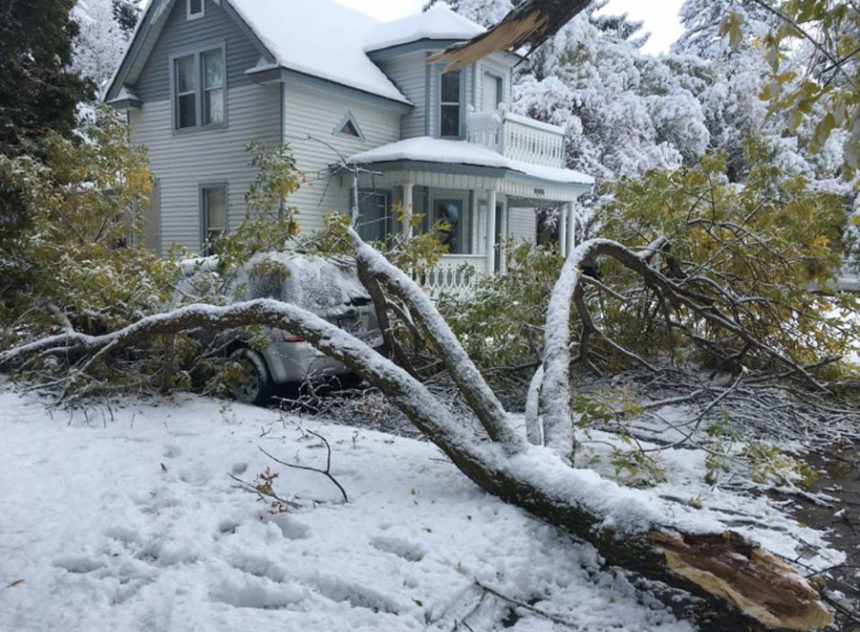 broken tree