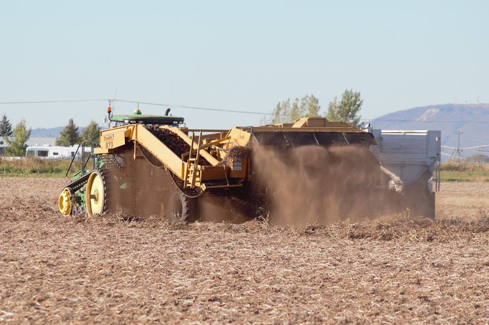 potato harvest 1
