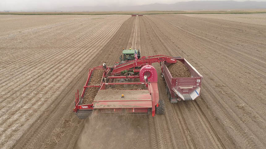 potato harvest 3
