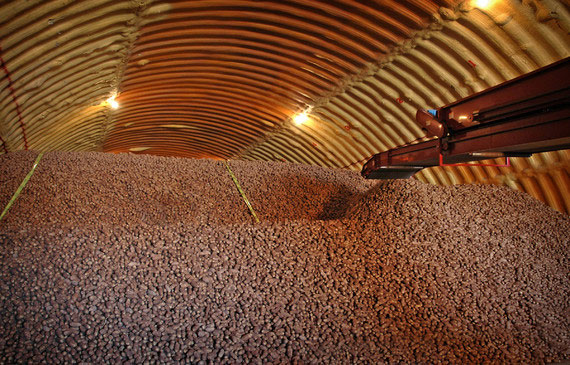 potato harvest 4