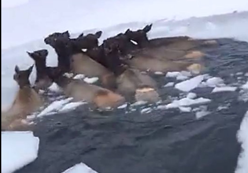 elk 6 jp