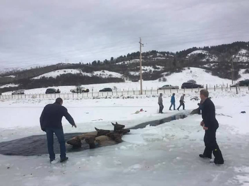 elk 3
