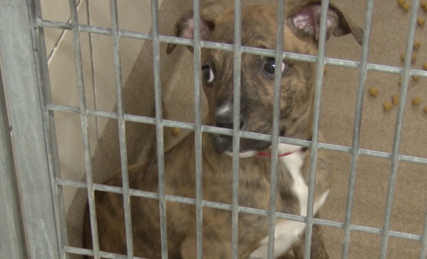 Idaho Falls Animal Shelter staff, volunteers honored by American Red Cross East Idaho News
