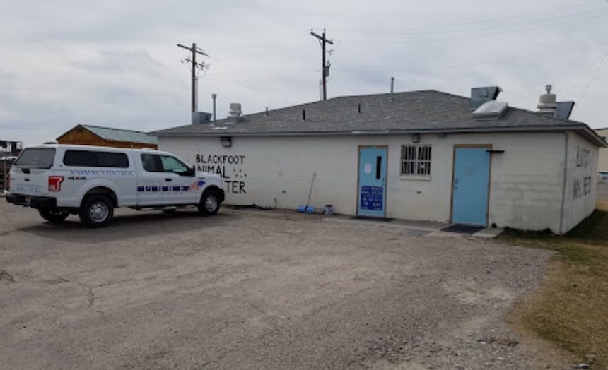 blackfoot animal shelter
