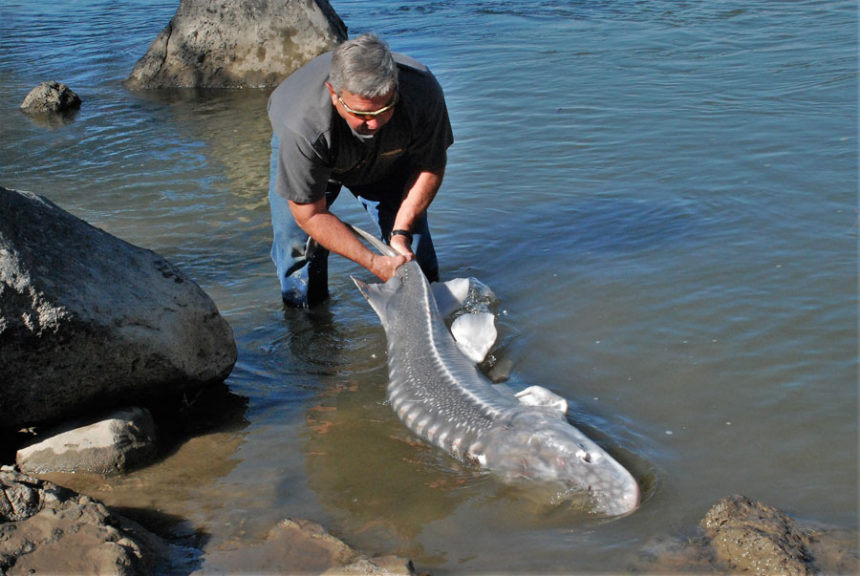 Sturgeon7 18